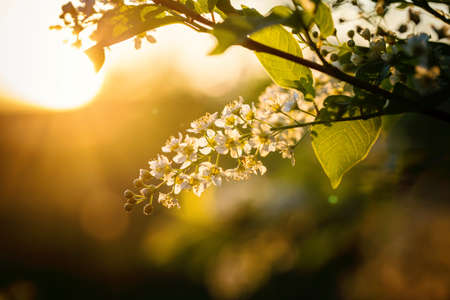 Spring branch of bird cherry at sunset.の写真素材