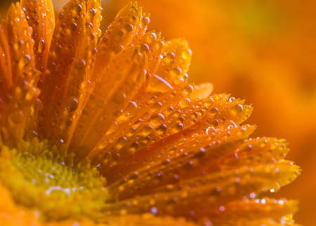 Macro flower of calendula in dew drops.の写真素材