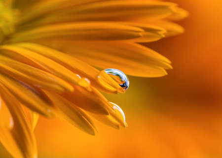 One drop of water on an orange calendula petal.の写真素材