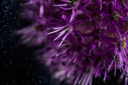 Onion flower close-up on a dark background. Macro shot.の写真素材