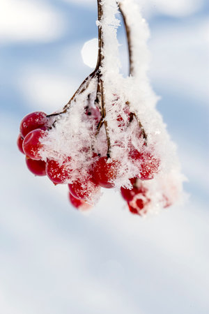 Red berries of viburnum with hoarfrost on the branches.