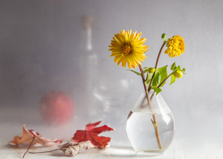 Yellow dahlias in a transparent vase on a light background.の写真素材