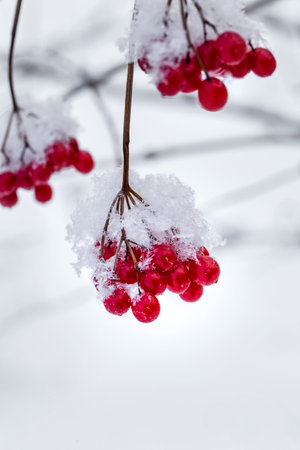 Red berries of viburnum with hoarfrost on the branches.の写真素材