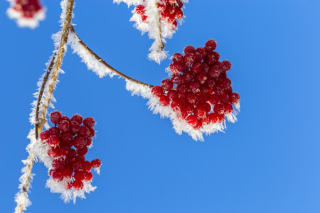 Red berries of viburnum with hoarfrost on the branches.の写真素材