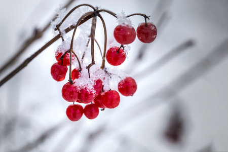 Red berries of viburnum with hoarfrost on the branches.の写真素材