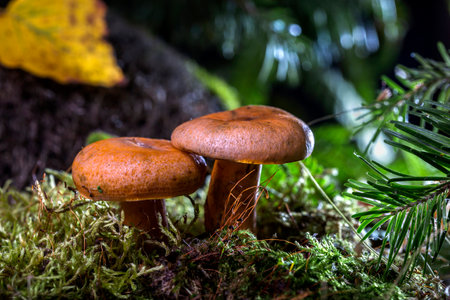 Two autumn saffron milk caps in the forest under the fir trees.の写真素材