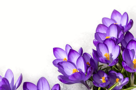 Spring crocus in the snow, lit by the sun.の写真素材
