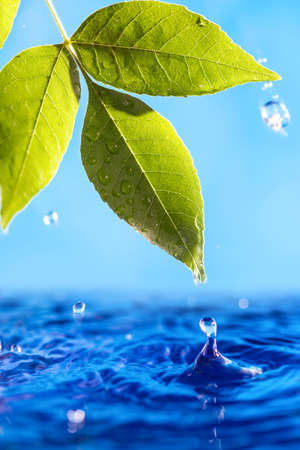 Image with leaf and water.の写真素材