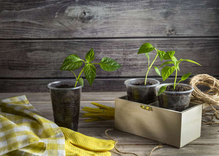 Young paprika sprouts in disposable cups. Gardening concept. Reuse of plastic utensils.の写真素材