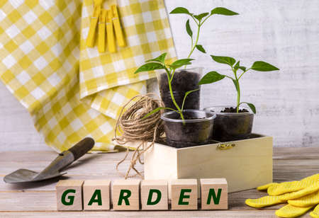 Image with sprouts of peppers.の写真素材