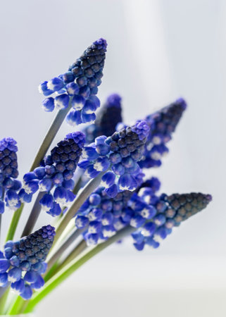 A bouquet of small hyacinths on a windowsill on a sunny day.の写真素材