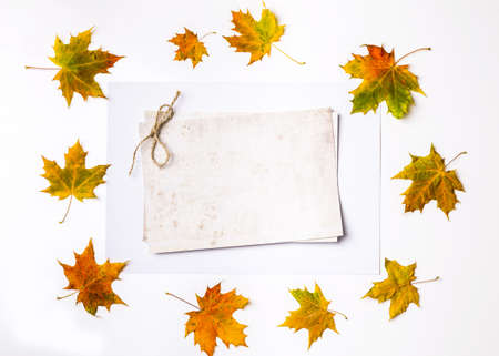 Autumn leaves on the white background. Copy space for text.