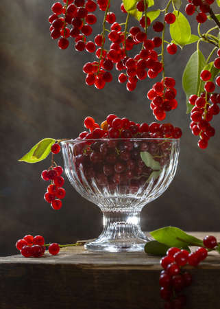 Red bird cherry in a vase on a wooden table.の写真素材