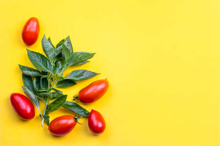 Tomatoes and basil on a yellow background. Copy space.の写真素材