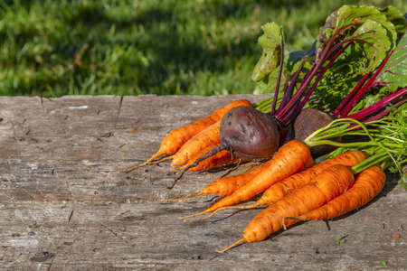 Freshly harvested whole carrots and beets with leavesの写真素材