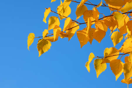 Birch autumn twigs against the blue sky.の写真素材