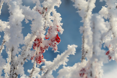 Red berries of a barberry with frost on the branches.の写真素材