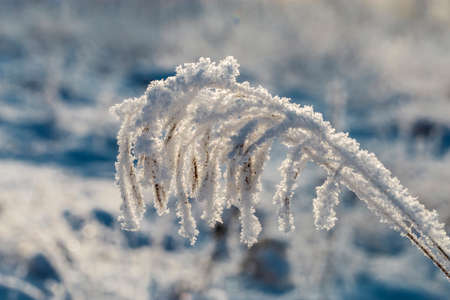 Dried flowers in a meadow in white hoarfrost.の写真素材