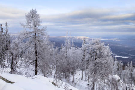 Snowy tree branches against the blue sky after a heavy snowfall in the Ural mountains.の写真素材