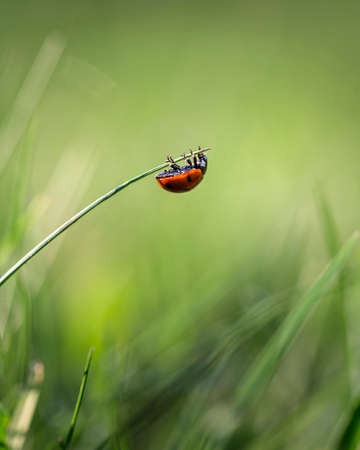 Ladybug crawls on a blade of grass in a meadow on a sunny day.
