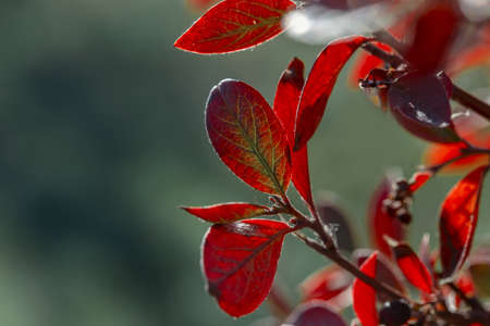 Bright autumn branches on an autumn background.