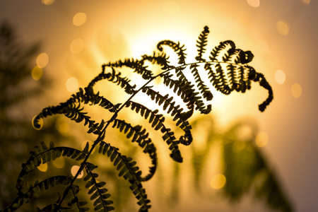 Fern leaf in the autumn forest at sunset.の写真素材