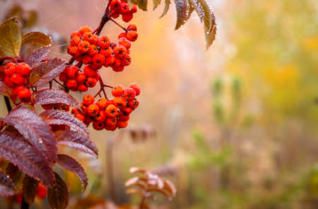 Rowan branch in the autumn forest. copyspace.の写真素材