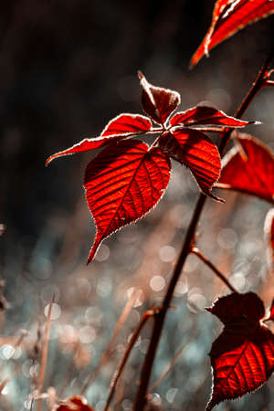 Bright autumn branches on an autumn background.