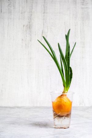 Sprouting fresh green onions. Green onions in a plastic cup with water on a light background. copyspace.の写真素材