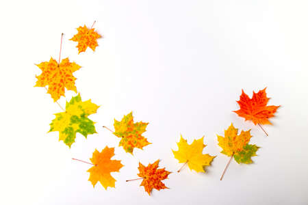 autumn leaves on the white background. Copy space for text.の写真素材