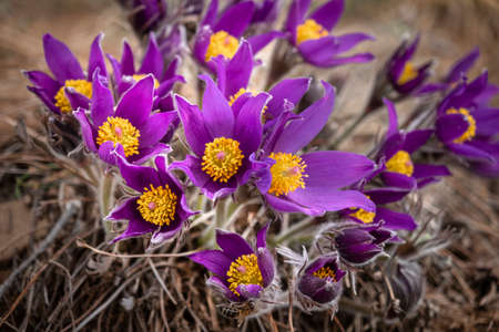 Dream-grass is the most beautiful spring flower. Pulsatilla blooms in early spring in the forest on...
