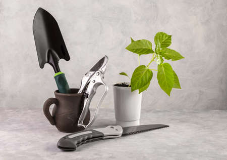 Gardening tools and a young bell pepper seedling in a plastic cup.の写真素材
