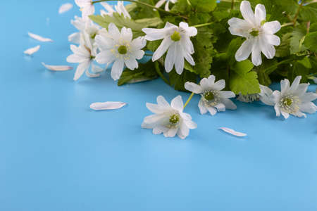 Bouquet of white snowdrops on a blue background. copyspace.の写真素材