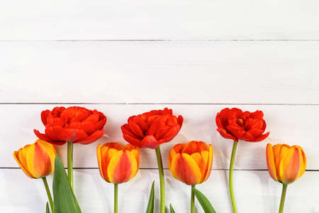 Bouquet of bright tulips on a white wooden background. copyspace.の写真素材