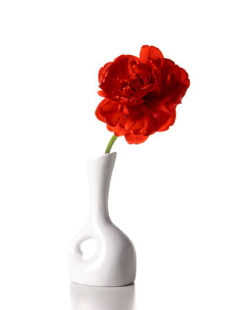 One red tulip in a white vase isolated on a white background. copyspace.の写真素材