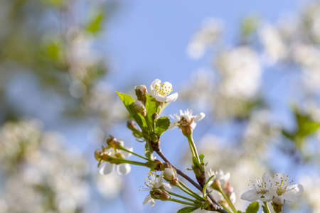 Cherry tree blossom in May on a sunny day.