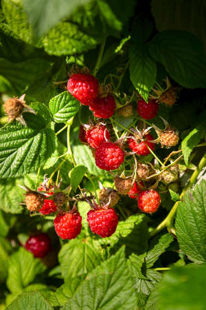 Red raspberries on the branches in the garden.