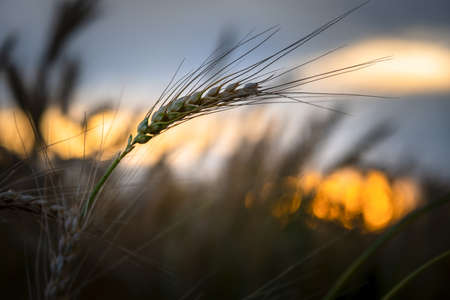 Ears of rye in the rays of the setting sun.の写真素材