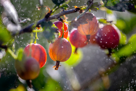 A branch of gooseberries in the garden in the sun.の写真素材