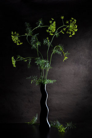 Spring still life with dill in a black vase.の写真素材