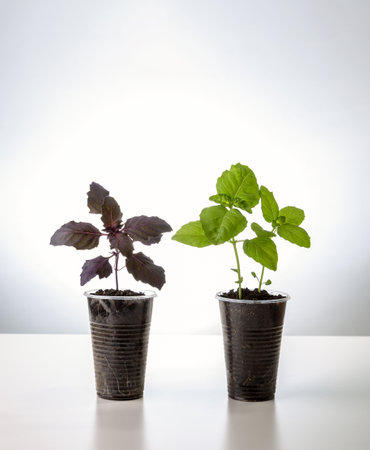 Young seedlings of basil isolated on a white background. Ecological home growing of basil seedlings in winter and early spring. Reuse of disposable plastic tableware.の写真素材