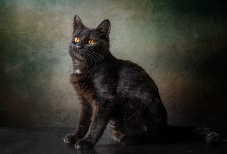 Portrait of a black kitten with yellow eyes on a dark background.の写真素材