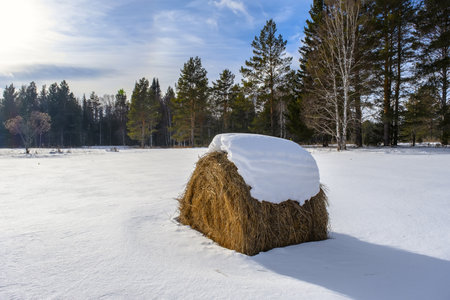 Snow covered hay bale on a frosty winter day.の写真素材