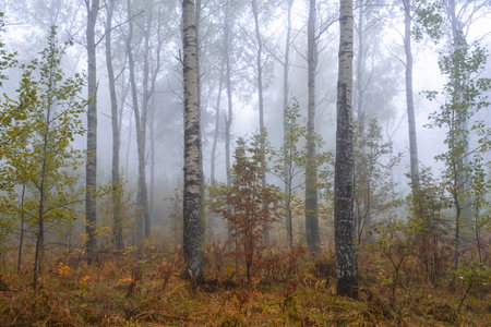 Beautiful forest on a foggy autumn day. Fairy, autumnal mysterious forest trees with yellow leaves. Panoramic wide shot.の写真素材