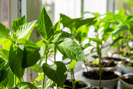 Young seedlings of pepper on the windowsill in spring. Growing vegetables, bell pepper sprouts from seeds at home. home organic farming.の写真素材