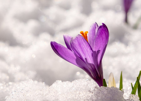 Spring crocus in the snow, lit by the sun.の写真素材