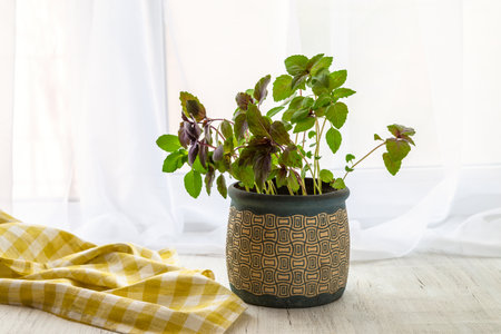 Young basil seedlings on the windowsill. Ecological home cultivation of basil seedlings in winter and early spring.の写真素材
