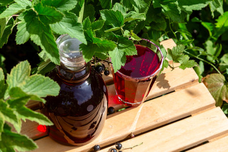 Useful blackcurrant drink in the garden on a sunny day.の写真素材