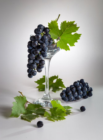 Dark grapes and grape leaves on a light background.の写真素材