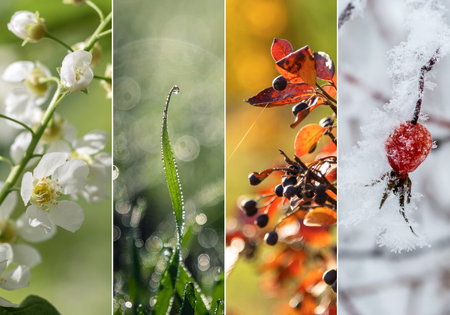 Four bright seasons - spring, summer, autumn, winter.